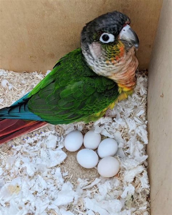 How often do sun conures lay eggs