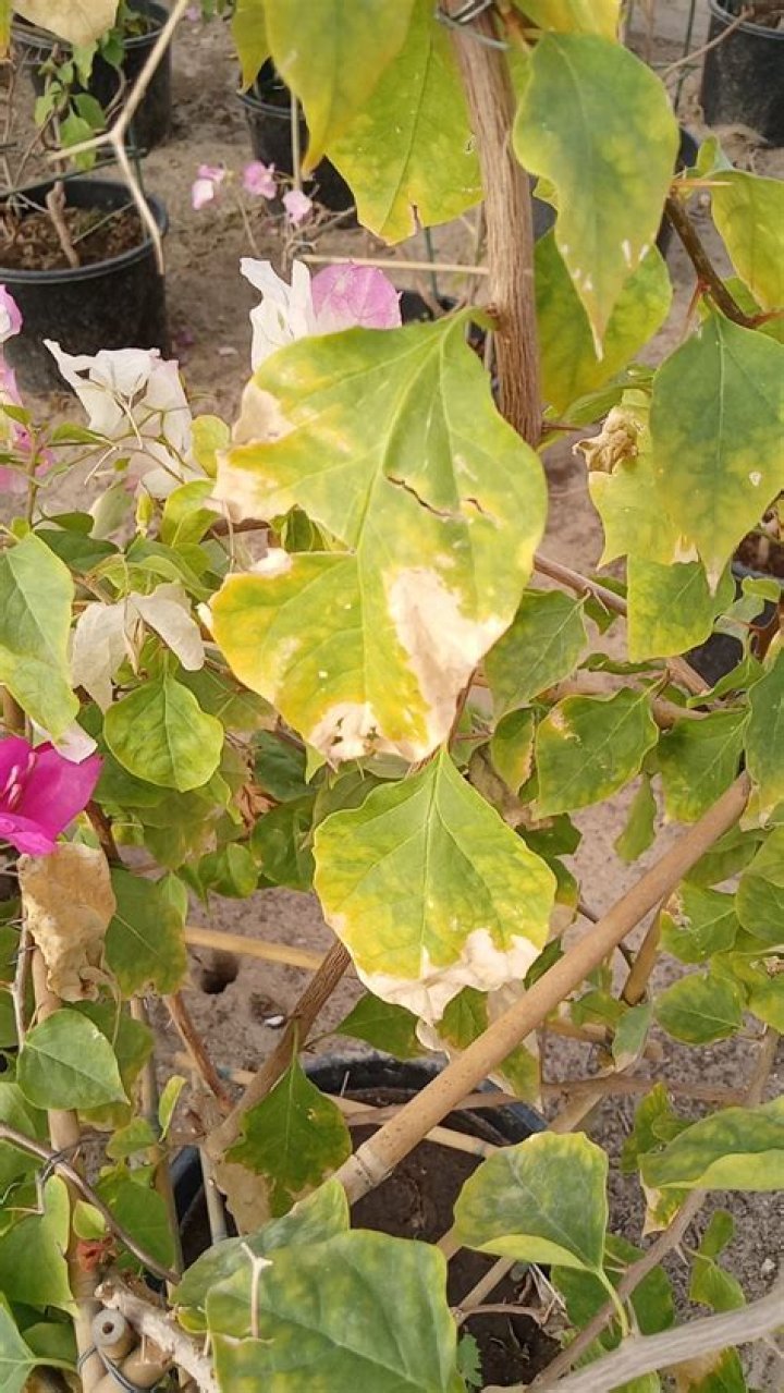 What causes white spots on bougainvillea leaves